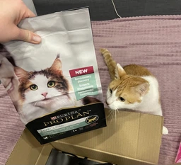 Сухой корм PRO PLAN LiveClear Sterilised Adult для см. аллерг, для стерил. котов, индейка 1,4 кг (7613287232564) фото от покупателей 18