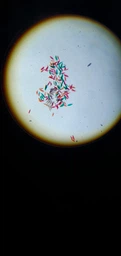 Микроскоп учебный школьный детский My First Lab MFL-06 (MFL-066340NEW) фото от покупателей 4