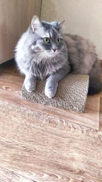 Дряпка Trixie Mimi Wave для котів, 50х9х23 см (картон) фото від покупців 18