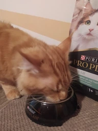 Сухой корм PRO PLAN LiveClear Sterilised Adult для см. аллерг, для стерил. котов, индейка 1,4 кг (7613287232564) фото от покупателей 17