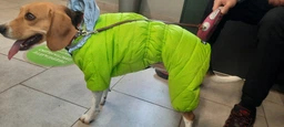 Комбінезон Collar AiryVest One для собак, розмір XS 25 Блакитний (24122)