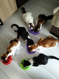 Сухой корм для взрослых кошек Purina Cat Chow Adult с уткой 15 кг фото от покупателей 18