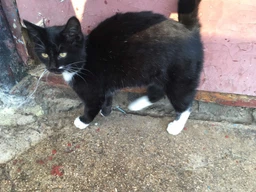 Сухий корм для котів Kitekat яловичина з овочами 300 г. (5900951248818)