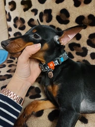 Адресник для Котов BronzeDog из Нержавеющей Стали Лапка Серебристый 20*20 мм (90371) фото от покупателей 6