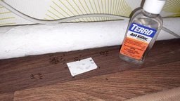 Засіб від Мурах Terro Ant Killer Killer ll T200. Тюбик 60мл. Терро від мурах. Знищує колонію фото від покупців 14