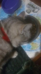 Сухой корм для кошек Purina Friskies Sterile с лососем и овощами 1.5 кг (7613033002458) фото от покупателей 12