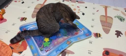 Розвиваючий килимок з водою Восьминіг Акваковрик фото від покупців 1