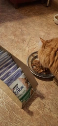 Упаковка влажного корма для взрослых стерилизованных кошек Purina Cat Chow Sterilised с ягненком и зеленой фасолью 85 г х 26 шт фото от покупателей 7