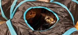 Игровой туннель для кошек с 4 входами и мячиком (лабиринт)