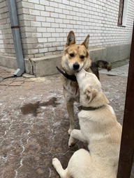 Нашийник Collar одинарний 35 мм х 48-63 см Чорний (02731 Col)