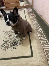 Худи для собак DogClub Brand L Black фото от покупателей 8