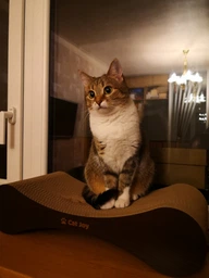 Кігтеточка дряпка з гофрокартону лежанка для котів з картонним фасадом Cat Joy Modern Whitish 54x13x25 см