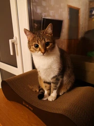 Кігтеточка дряпка з гофрокартону лежанка для котів з картонним фасадом Cat Joy Modern Whitish 54x13x25 см фото від покупців 2