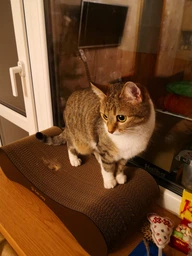 Кігтеточка дряпка з гофрокартону лежанка для котів з картонним фасадом Cat Joy Modern Whitish 54x13x25 см фото від покупців 3