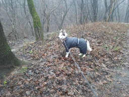 Комбінезон для собак Pet Fashion «RAIN» 6-XL (червоний) фото від покупців 4