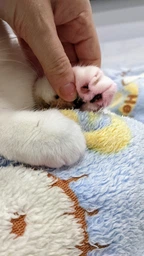 Наповнювач для котячого туалету "AnimALL", тофу, з ароматом персика, 6л фото від покупців 3