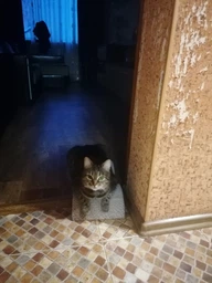 Дряпка Trixie Mimi Wave для котів, 50х9х23 см (картон) фото від покупців 13