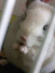 Корм для шиншил та дегу Versele-Laga Crispy Pellets Chinchillas & Degus 1 кг (615065) фото від покупців 2
