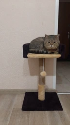 Когтеточка Pet Goods "Пушистик" столбик с диваном (джут) шоколад с бежевым 30х33х50 см (4820216672015) фото от покупателей 10