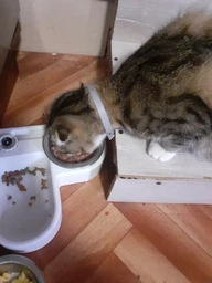 Упаковка влажного корма для кошек Леопольд Мясные деликатесы с телятиной 24 шт по 100 г (4820185491488-24)