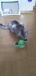 Іграшка для кота (спіннер) Rotate windmill cat toy