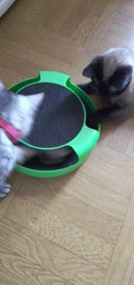 Іграшка Trixie Catch The Mouse для котів Трек ігровий з плюшевою мишкою пластик 25х6 см фото від покупців 1