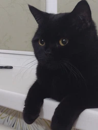 Упаковка влажного корма для взрослых стерилизованих кошек Purina Cat Chow Sterilised с курицей и баклажанами 85 г х 26 шт фото от покупателей 3