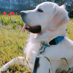 Сухий корм для собак середніх порід Brit Care Dog Hypoallergenic Adult Medium Breed 3 кг фото від покупців 17