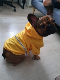 Куртка-дощовик для собак Noble Pet Moss Yellow M-Short (M4108/M-Short) фото от покупателей 13