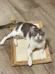 Дряпка кігтеточка Trixie Scratching Mat килимок з іграшкою для котів 55×35 см
