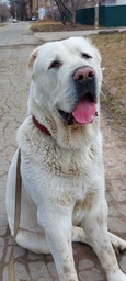 Сухий корм Royal Canin GIANT JUNIOR для цуценят Гігантських порід 15 кг (3182550707077)