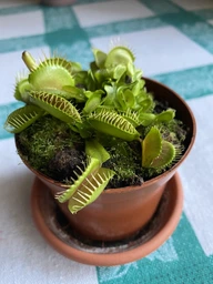 Росток венериной мухоловки. Дионея Floret фото от покупателей 10