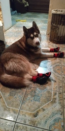 Обувь для собак DogClub BigDog XS (4,5*5,6 см) Red