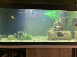 Средство по уходу за водой Tetra Aqua Crystal Water от помутнения воды 100 мл (4004218144040) фото от покупателей 4