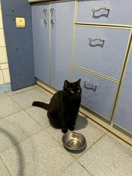 Сухий корм для кішок Purina Pro Plan Sterilised з кроликом 10 кг (7613033566486) фото від покупців 1
