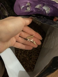 Наповнювачі для туалету AnimAll Деревний наповнювач з ароматом лаванди 5,3 кг (151635) фото від покупців 12