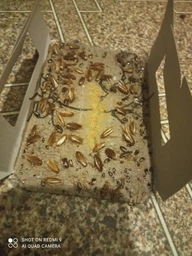 Клейова пастка для тарганів та комах Prilipalo фото від покупців 3