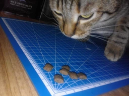 Сухой корм Carnilove Cat Sterilised, для стерилизованных кошек, ягненок и дикий кабан, 0.4 кг фото от покупателей 18