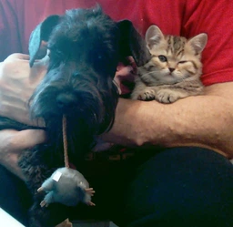 Іграшка для котів Trixie Миша плюшева з котячою м’ятою сіра 7 см – м’яка іграшка-антистрес для кота