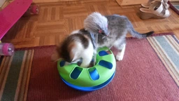 Іграшка для котів Trixie Трек ігровий з мишкою «Crazy Circle» d:24 см, h:29 см