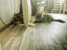 Сухой корм для кошек Purina Friskies Indoor с курицей и овощами 1.5 кг (7613031341887) фото от покупателей 11