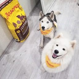 Сухой корм для привередливых собак с лососем и рисом Josera Dog Festival 12.5 кг фото от покупателей 4