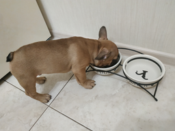 Подставка с мисками из керамики для собак Trixie Eat on Feet 650 мл (4011905246413) фото от покупателей 8