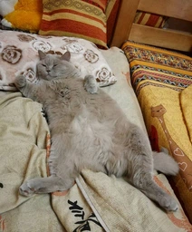 Сухой гипоаллергенный корм Purina Pro Plan Veterinary Diets HA Hypoallergenic для кошек с аллергией 1.3 кг фото от покупателей 6