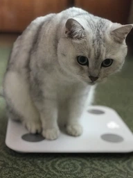 Ваги підлогові Xiaomi Mi Body Composition Scale 2 XMTZC05HM, білі фото от покупателей 8