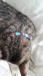 Нашийник Для Кішок BronzeDog Urban Tribal Нейлоновий з Пластикової Пряжкою і Дзвоником Інки Ментоловий 10 мм 18-28 см (49/1336) фото від покупців 1