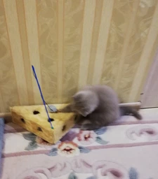 Іграшка для котів Trixie «Сір» 36 x 8 x 26 / 26 см фото від покупців 18