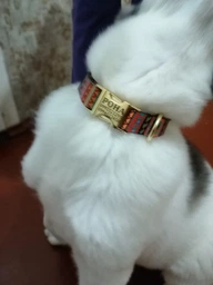 Ошейник Для Собак BronzeDog Urban Tribal с Металлической Пряжкой и Гравировкой Ацтеки Разноцветный 20 мм 30-40 см (41/1335)