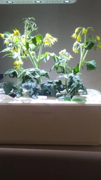 Розумний сад - гідропонна установка для рослин Click&Grow Smart Garden 3 (7212 SG3)