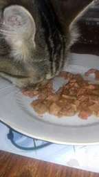 Влажный корм для кошек Purina Gourmet Perle Duo с лососем и сайдой 26х85 г фото от покупателей 7
